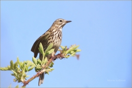<p>LINDUŠKA LUČNÍ (Anthus pratensis) /Meadow pipit - Wiesenpieper/</p>